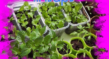 Co zasít na sazenice v lednu